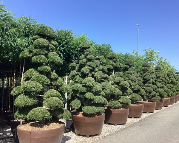 Ilex crenata 'Kinme' (Grmasti ileks)