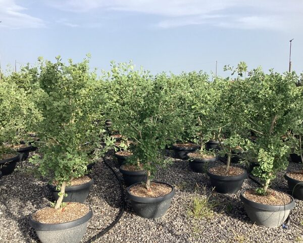 Ginkgo biloba (Dvokrpi ginko) (Kopija)