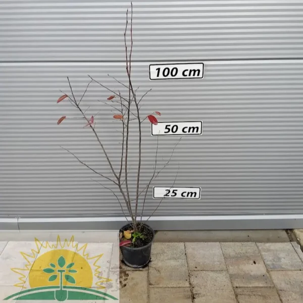 Amelanchier lamarckii (Šmarna hrušca)