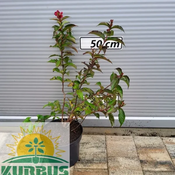 Weigela florida  'Eva Rathke' Vajgelija