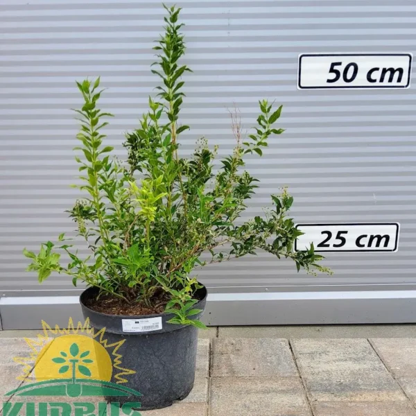 Deutzia gracilis (Nežna dojcija)