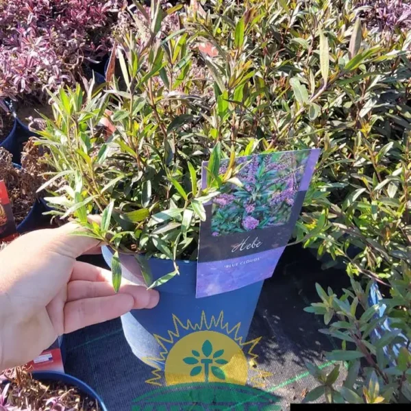 Hebe ‘Blue Clouds’ (Grmasti jetičnik)
