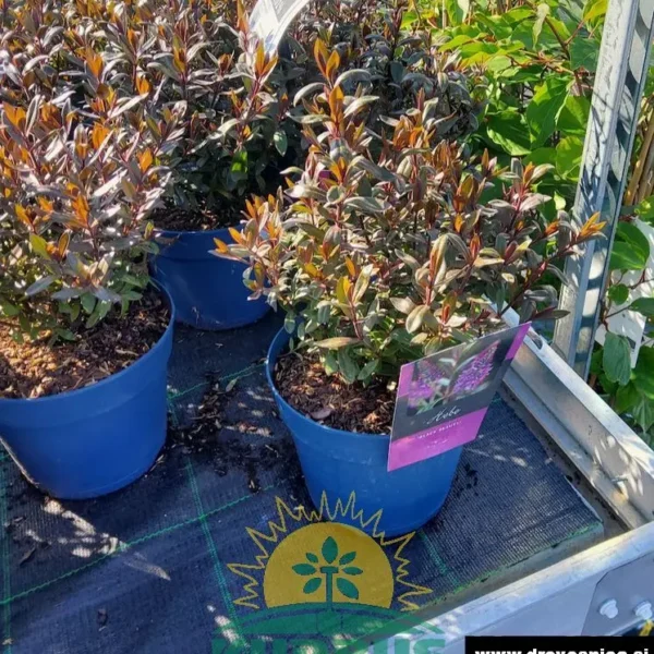 Hebe 'Black Beauty' (Grmasti jetičnik) (Kopija)