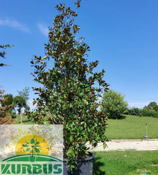 Magnolia grandiflora 'Gallisoniensis' (Velecvetna magnolija)