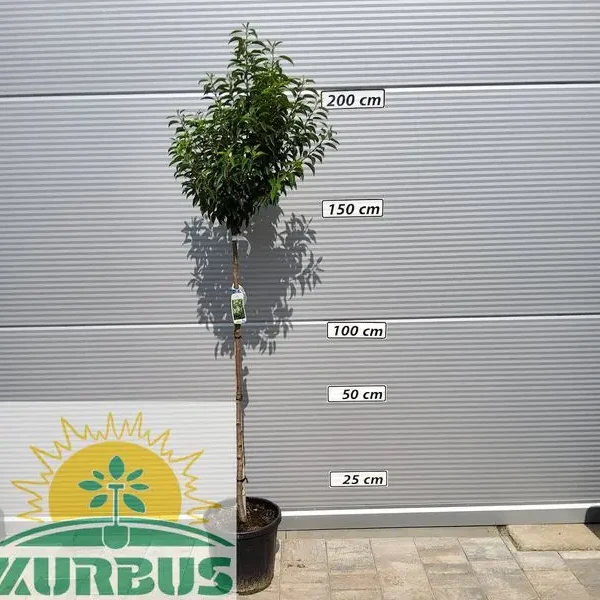 Prunus lusitanica `Angustifolia` (Portugalski lovorikovec)