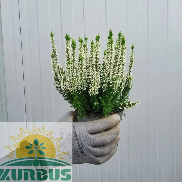 Calluna ‘Beauty Ladies Verenka’(Jesenska resa - bela )