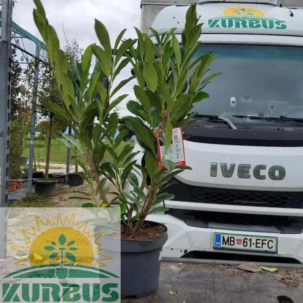 Prunus laurocerasus 'Obelisk' (Moderna stebrasta sorta lovorikovca)