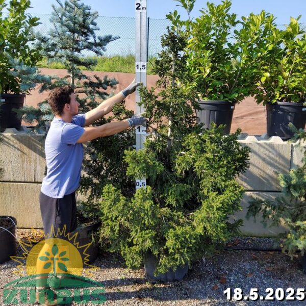 Picea orientalis 'Compacta' (Kompakt. orient. smreka)