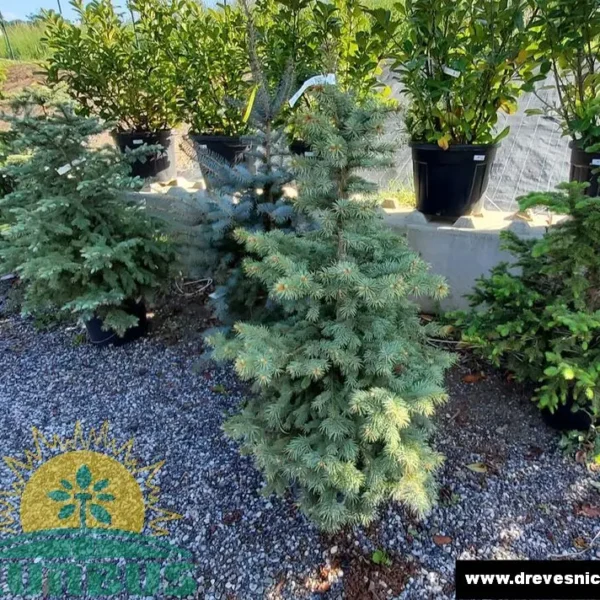 Picea pungens (Srebrna bodeča smreka)