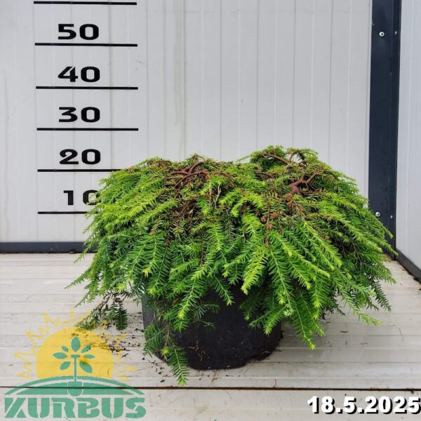 Tsuga canadensis 'Cole's Prostrate' (Pritlikava kanadska čuga)