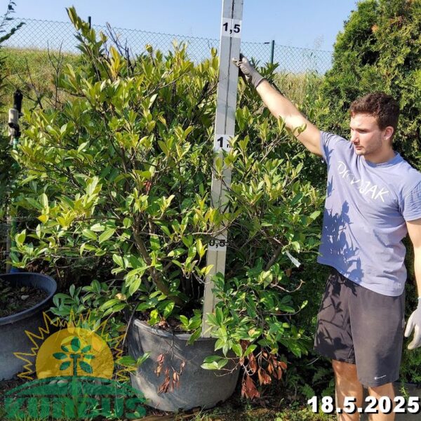 Prunus lauroc. 'Caucasica' (Lovorikovec)