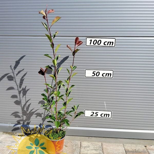 Photinia fr. 'Red Robin' (Fotinija)