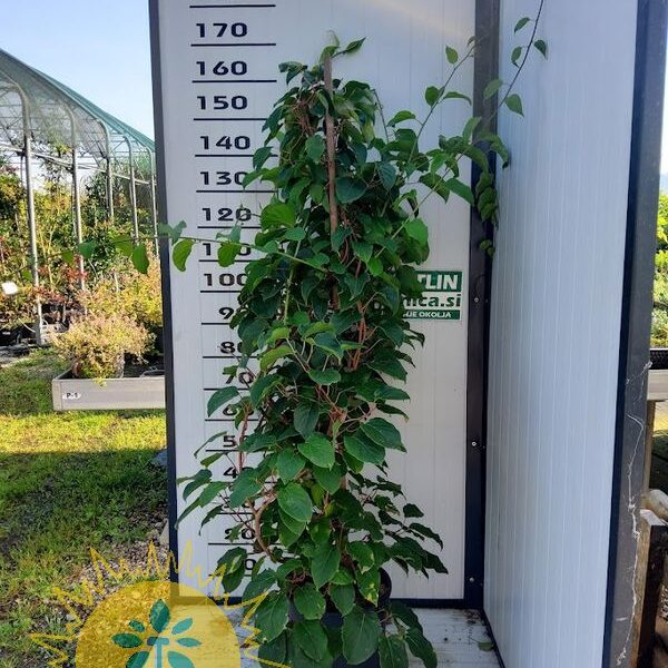 Actinidia arguta 'Cornelli' Opraševalec