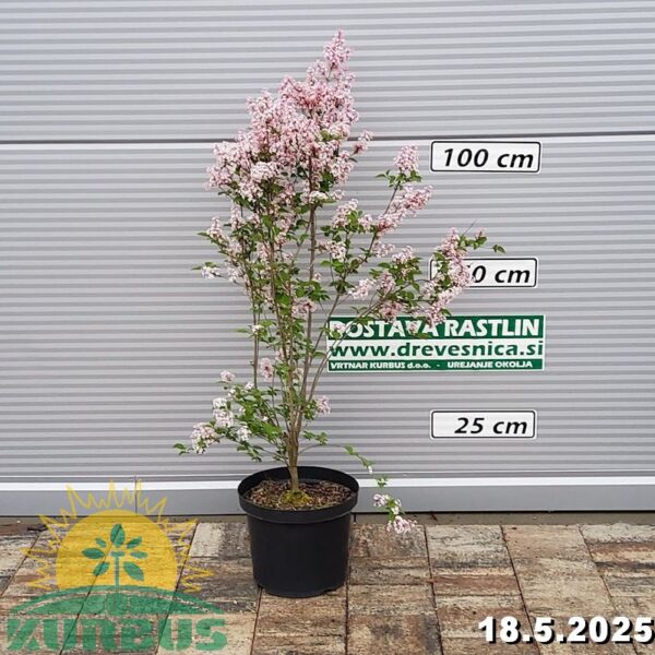 Syringa microphylla 'Superba' (Drobnolistna lipovka)