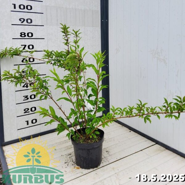 Forsythia intermedia `Spectabilis` (Forsitija)