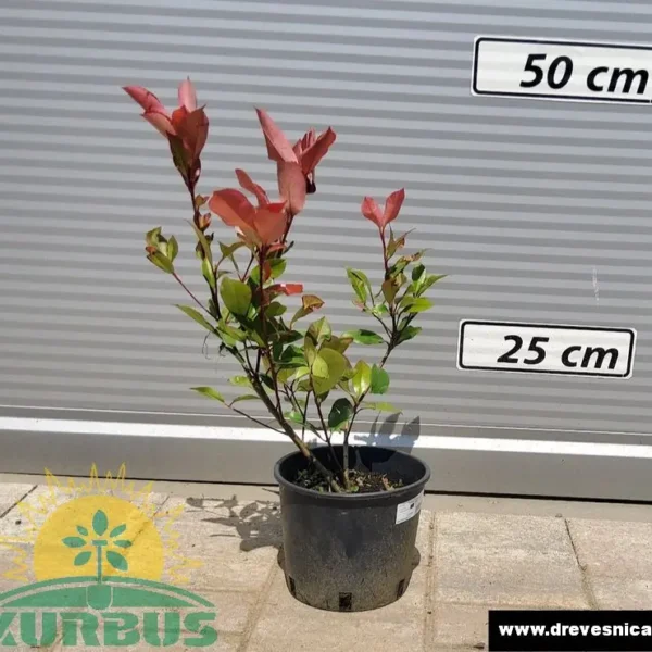 Photinia serrulata 'Red Robin' (Fotinija)