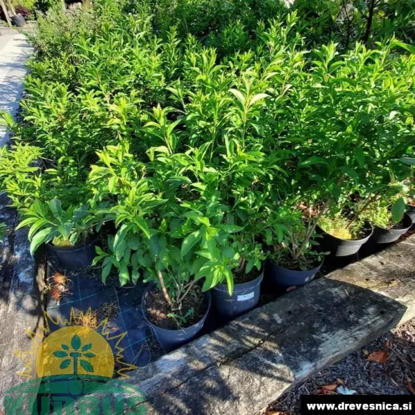 Forsythia intermedia `Spectabilis` (Forsitija)