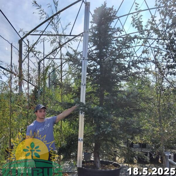 Picea pungens 'Fat Albert' (Srebrna bodeča smreka)