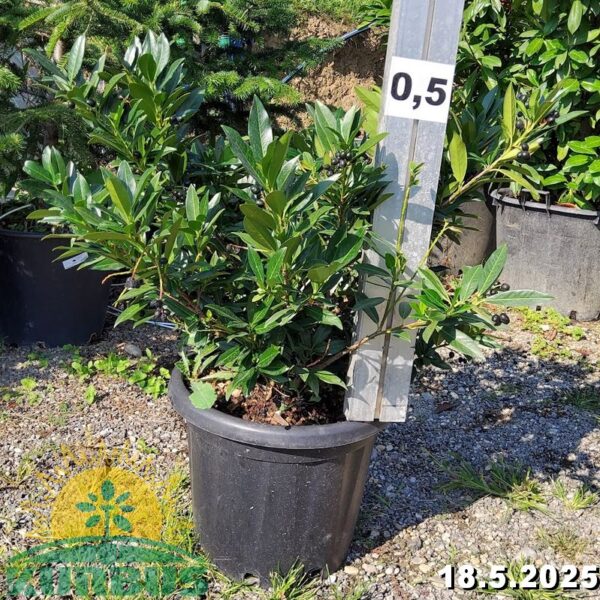 Prunus laurocerasus 'Otto Luyken' (Lovorikovec)