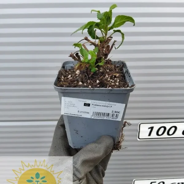 Salvia nemorosa 'Caradonna' Podlesna kadulja L9