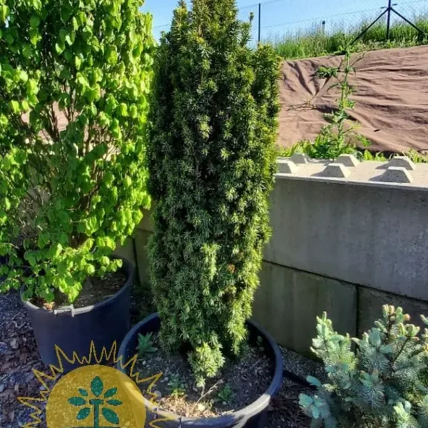 Taxus baccata 'Fastigiata Aurea' (Stebrasta tisa)