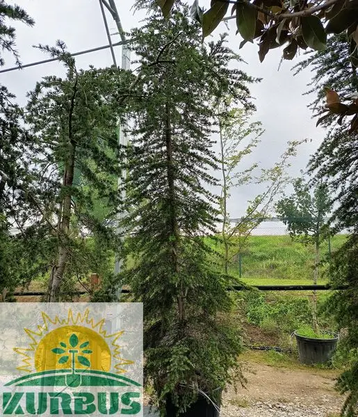 Cedrus deodara 'Aurea' (Zlata himalajska cedra)