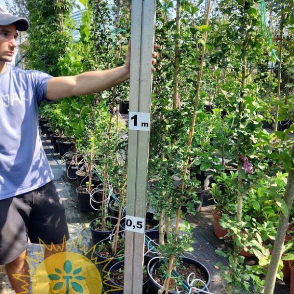 Ginkgo biloba 'Menhir' (Stebrasti ginko)