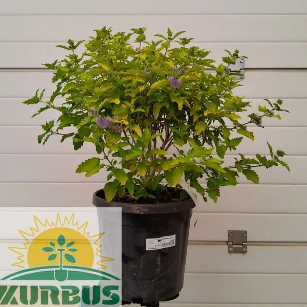 Caryopteris ci 'Hint of Gold'  Modri bradovec-rumeno listje