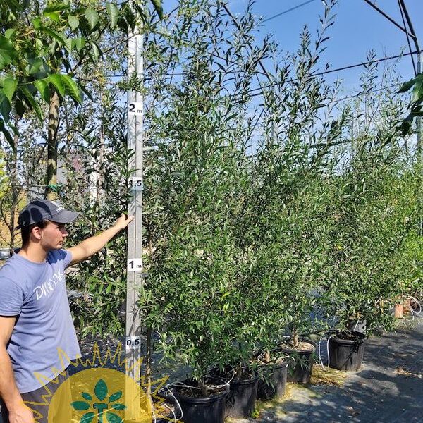 Salix purpurea Rdeča vrba