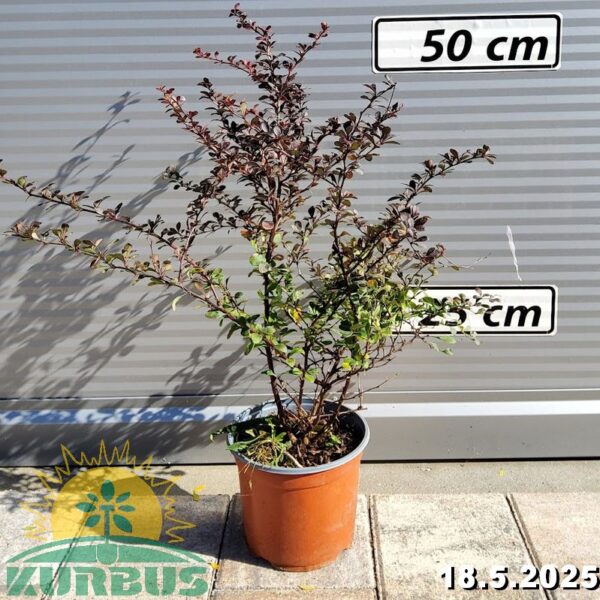 Berberis thunbergii 'Dart's Red Lady' (Rdečelistni češmin)