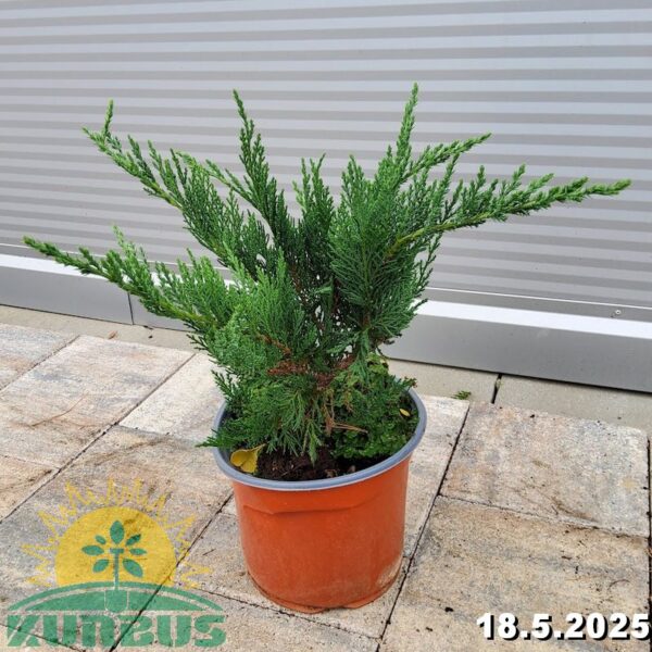 Juniperus sabina ´Tamariscifolia' (Polegli smrdljivi brin)