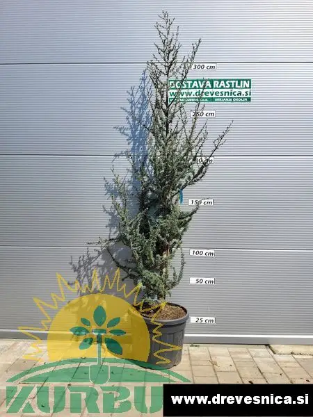 Cedrus atlantica 'Glauca' (Atlaška cedra)