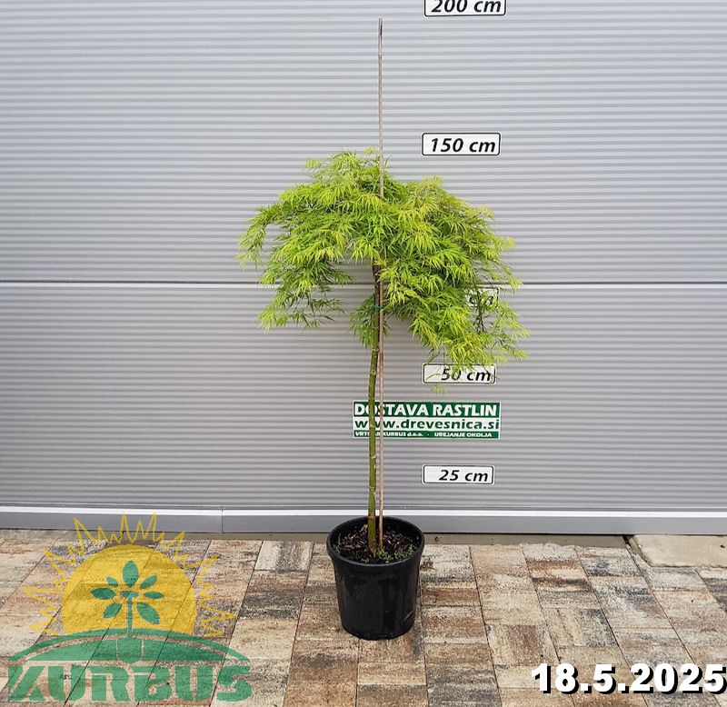 Acer palamtum 'Viridis' (Pahljačasti javor)