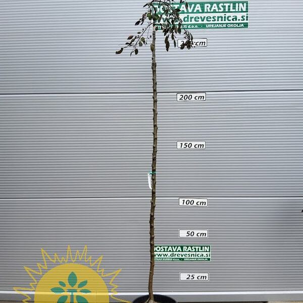 Malus 'Royal Beauty' Okrasna jablana