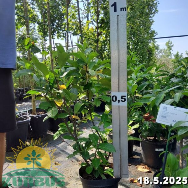 Prunus laurocerasus 'Rotundifolia' (Lovorikovec)