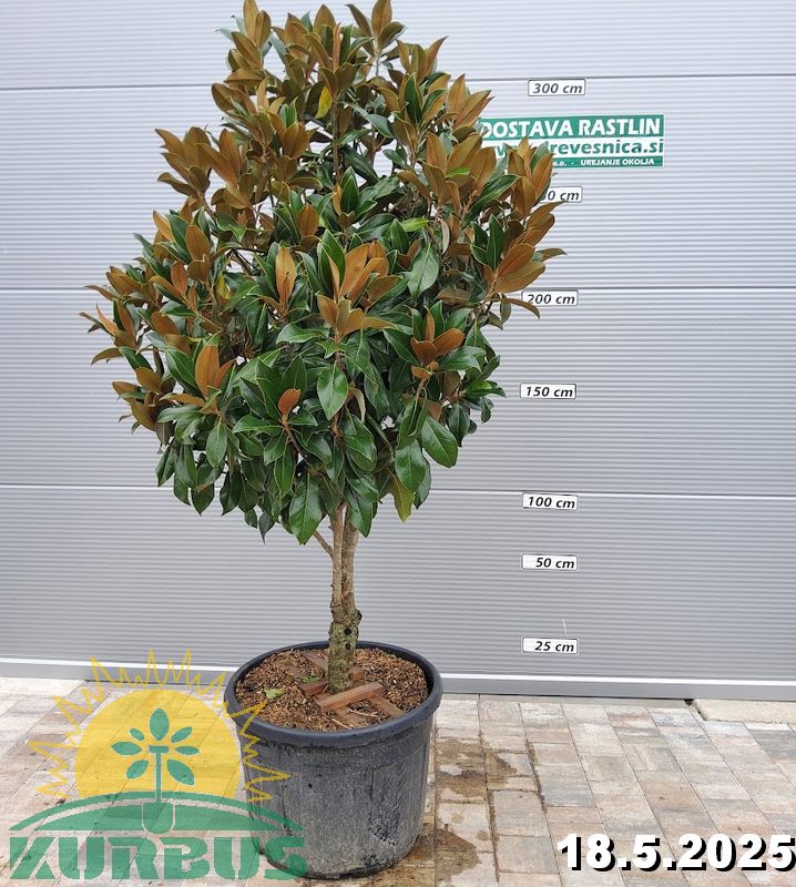 Magnolia grandiflora 'Gallisoniensis'  (Velecvetna magnolija na steblu)