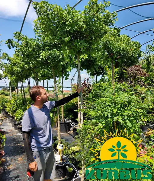 Ginkgo biloba 'Mariken' (Kroglasti ginko na steblu)