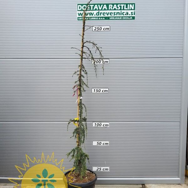 Cedrus atlantica 'Glauca Pendula' (Povešava atlaška cedra)