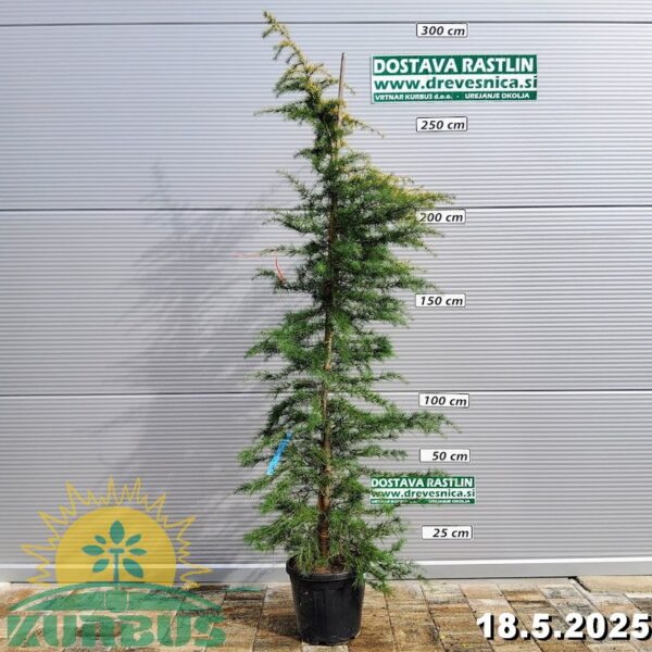 Cedrus deodara 'Aurea' (Zlata himalajska cedra)