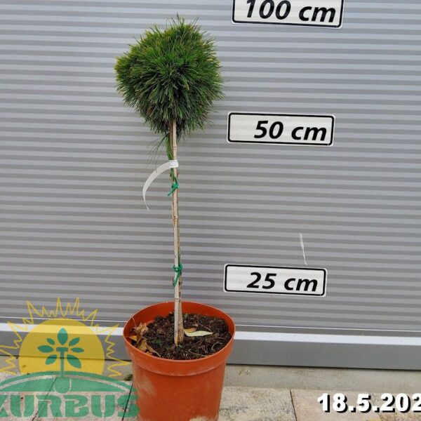 Pinus mugo 'Varella' (Rušje)