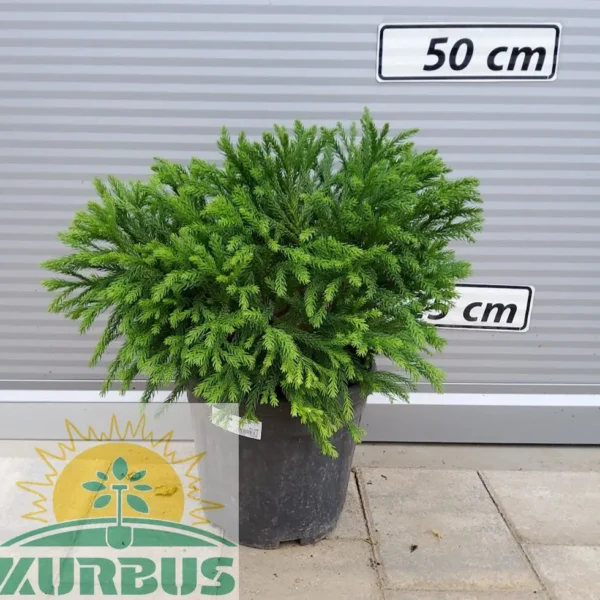 Cryptomeria japonica 'Globosa Nana´ (Kriptomerija)