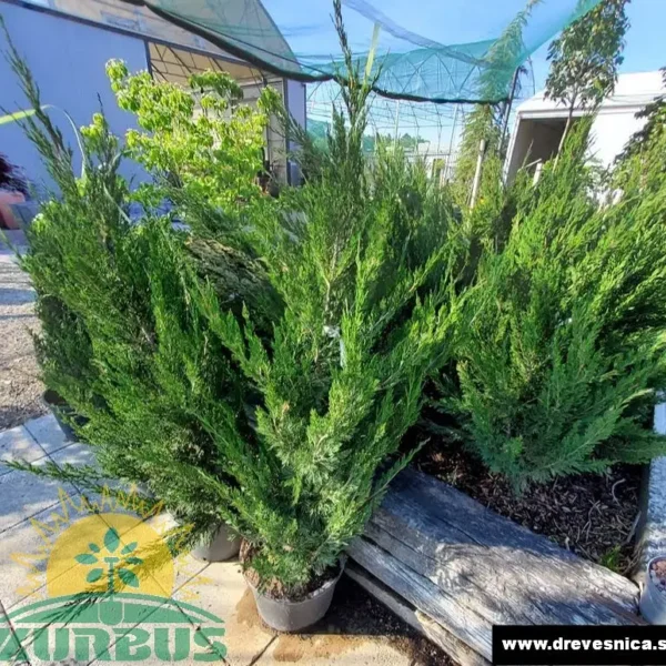 Juniperus chinensis 'Keteleeri' (Kitajski brin)