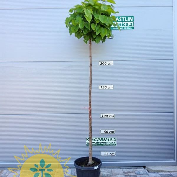 Catalpa bignonioides 'Nana' (Kroglasti cigarar)