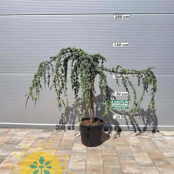 Cedrus atlantica 'Glauca Pendula' (Povešava atlaška cedra na steblu)