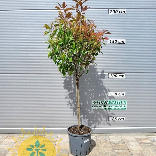 Photinia fr. 'Red Robin' NA STEBLU (Fotinija)