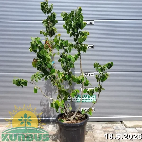 Tilia henryana (Henryeva lipa)