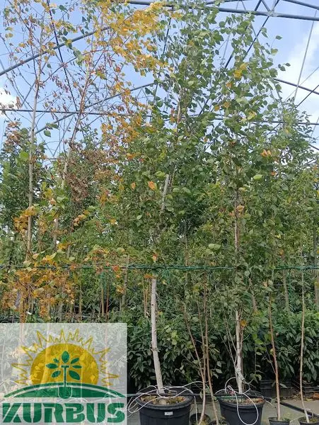 Betula utilis 'Jacquemontii' (Himalajska breza)