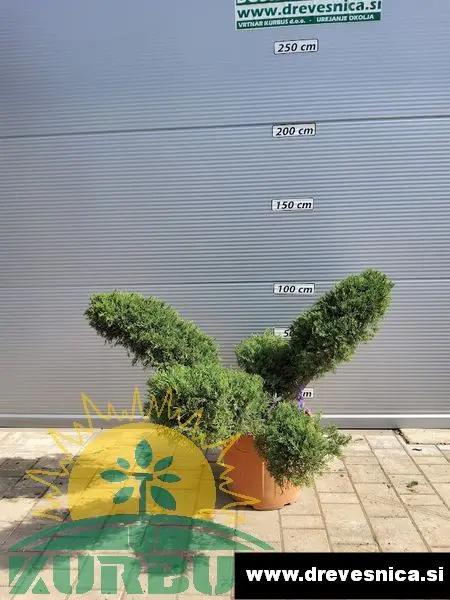 Juniperus media 'Pfitzeriana Aurea' (Pokrovni brin)