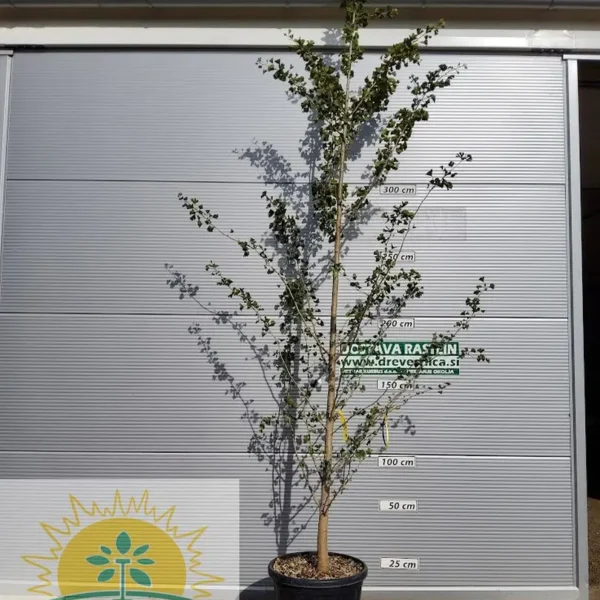 Ginkgo biloba (Dvokrpi ginko)