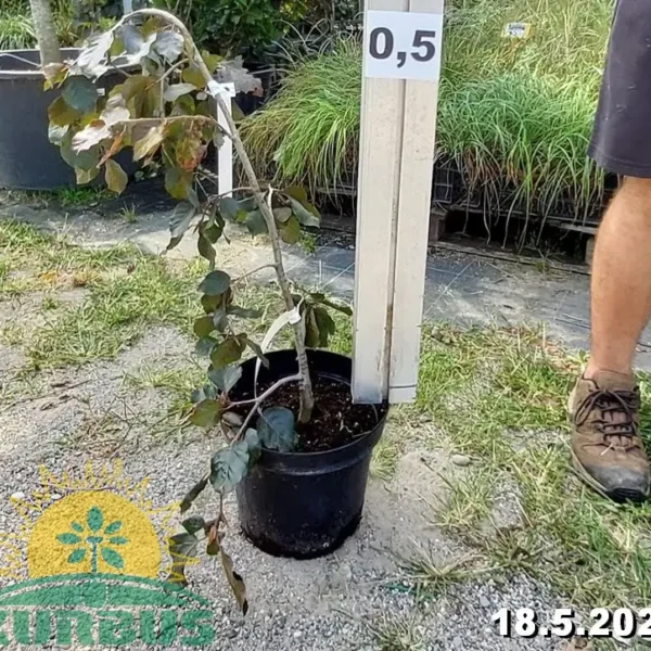 Fagus sylvatica 'Black Swan' (Rdečelistna povešava bukev)